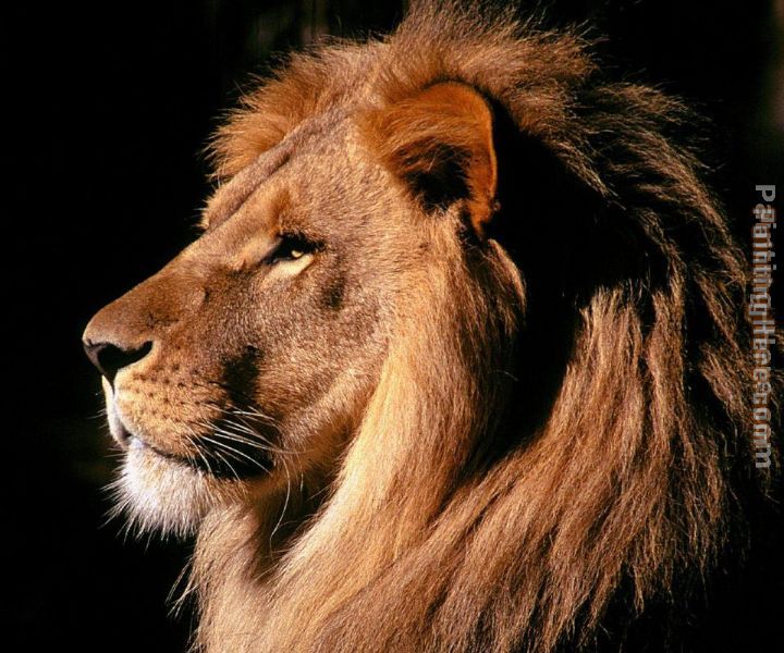Unknown Artist African Lion